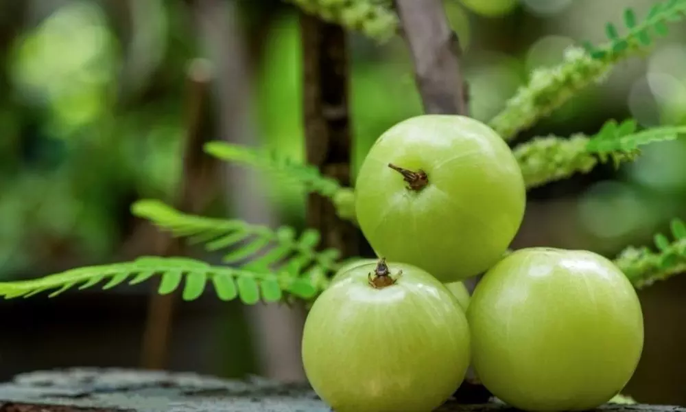 Amazing Medicinal Properties in Amla a Great Solution to these Problems that Come with Winter