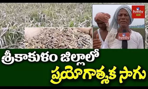 Black Rice Cultivation in Srikakulam Black Rice Cultivation in Srikakulam