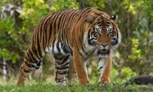 Tiger Wandering in West Godavari Forest Areas | AP Latest News