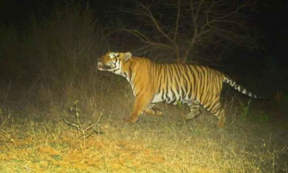 Big Tigers Wandering in Pinapaka Mandal Bhadradri Kothagudem District