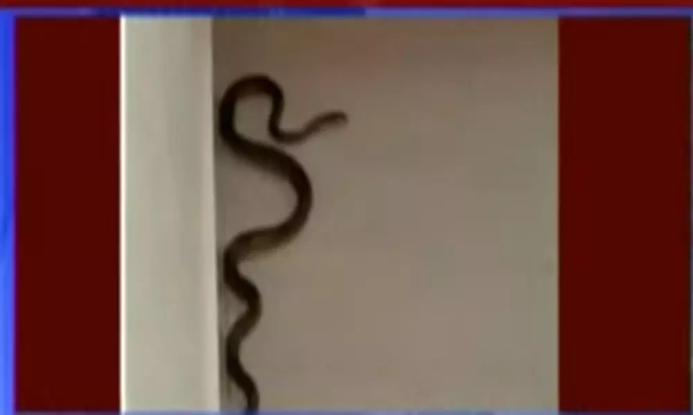 Snakes are Entering into the Houses Due to Heavy Floods in Chennai