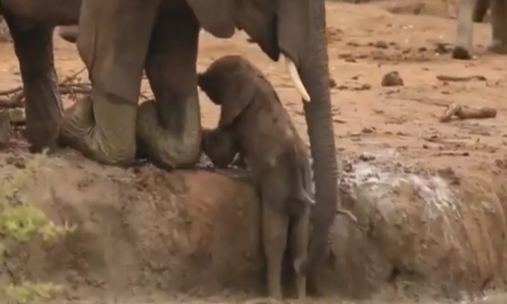 A Baby Elephant Trapped in the Mud Viral Video