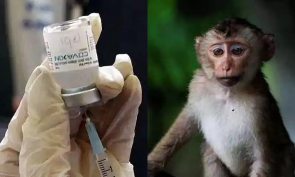Rhesus Macaque Monkeys Help in Covaxin Preparation