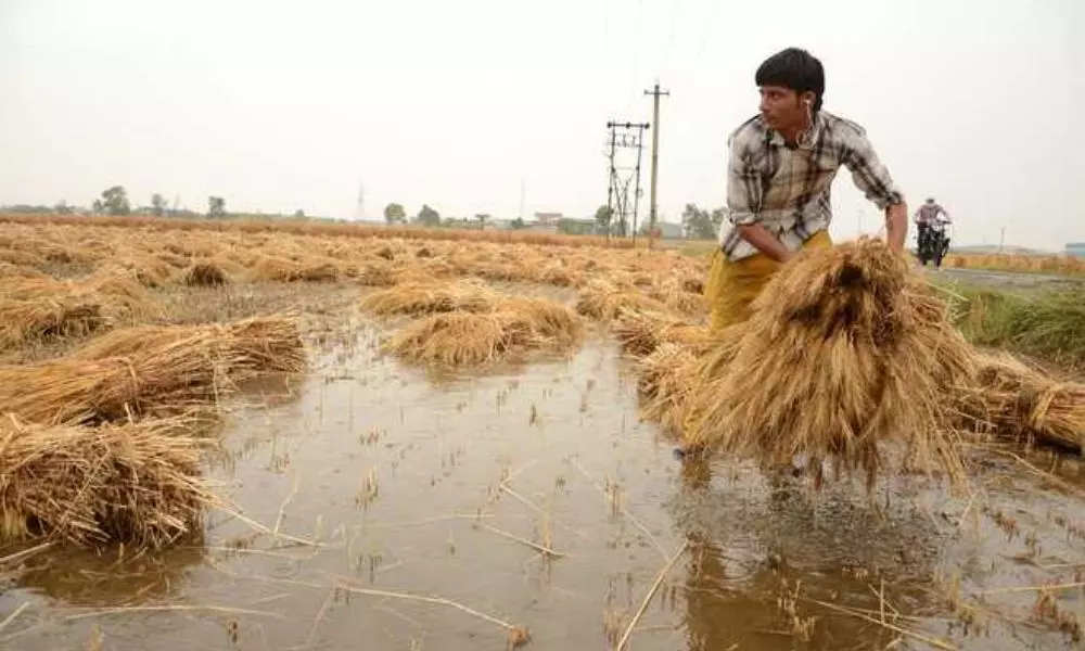 Loss of Crops to Farmers in 22,454 Hectares due to Heavy Rains in Kadapa