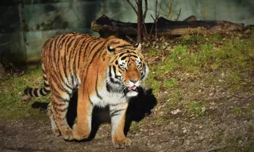 Tiger Wandering in Bhadradri Kothagudem District