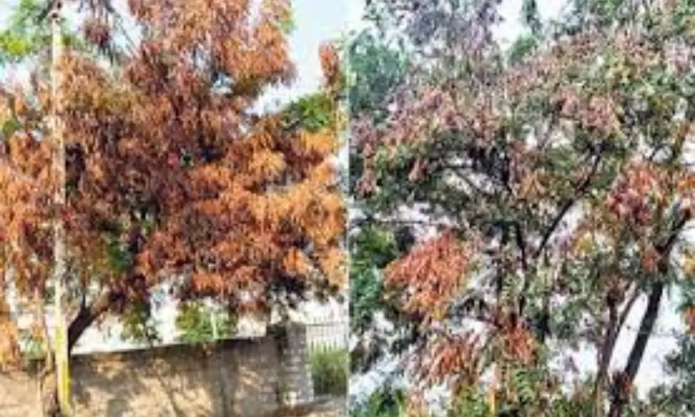 Municipal Officials Chemical Treatment to Neem Trees Dying in Mahabubnagar District