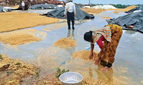 Farmers Demanding Support as the Grain has been Severely Damaged due to Unseasonal Rains in Kamareddy Farmers Demanding Support as the Grain has been Severely Damaged due to Unseasonal Rains in Kamareddy