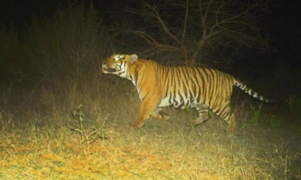 Tiger Wandering in Bhadradri Kothagudem