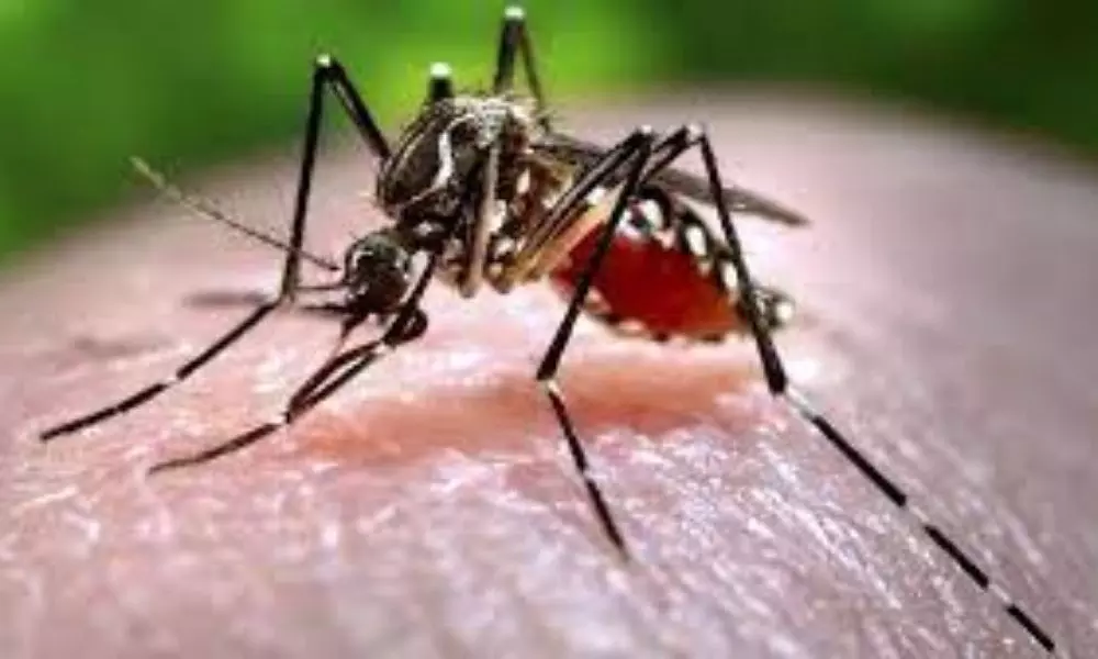 Zika Virus Cases Rises Across the India