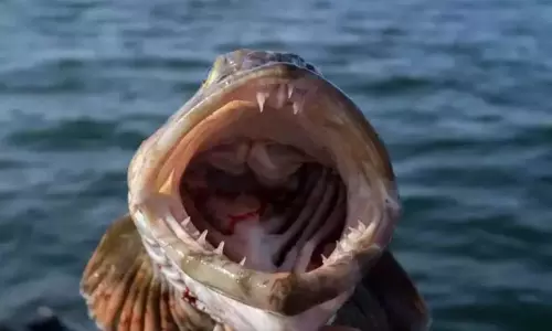 Pacific Lingcod is the Strangest Fish in the World do you Know its Uniqueness Pacific Lingcod is the Strangest Fish in the World do you Know its Uniqueness