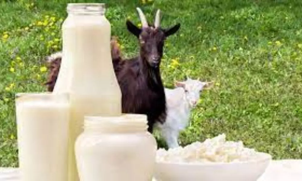 Dry Skin Care Tips With Goat