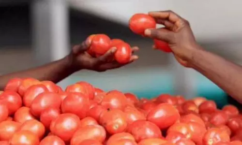 Tomato Price Cross Rs 120 Mark In Many Cities Tomato Price Cross Rs 120 Mark In Many Cities