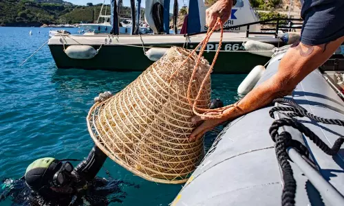 A special wine made by roasting grapes in sea water