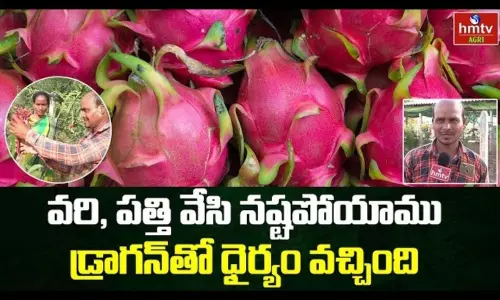 Dragon Fruit Farming Farmer Ramesh Success Story