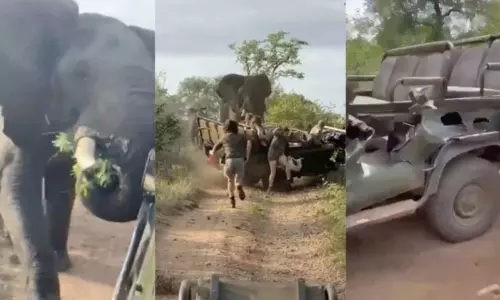 Elephant Attack Safari Vehicle and Nearly Flips It Over Elephant Attack Safari Vehicle and Nearly Flips It Over