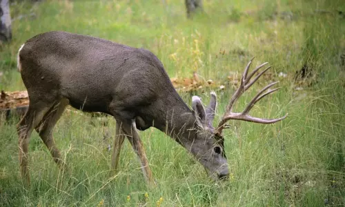 Deer with wound is Spotted to Jawans in Sukma Forest