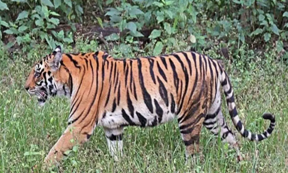Tiger on Prowl in Jayashankar Bhupalpally District