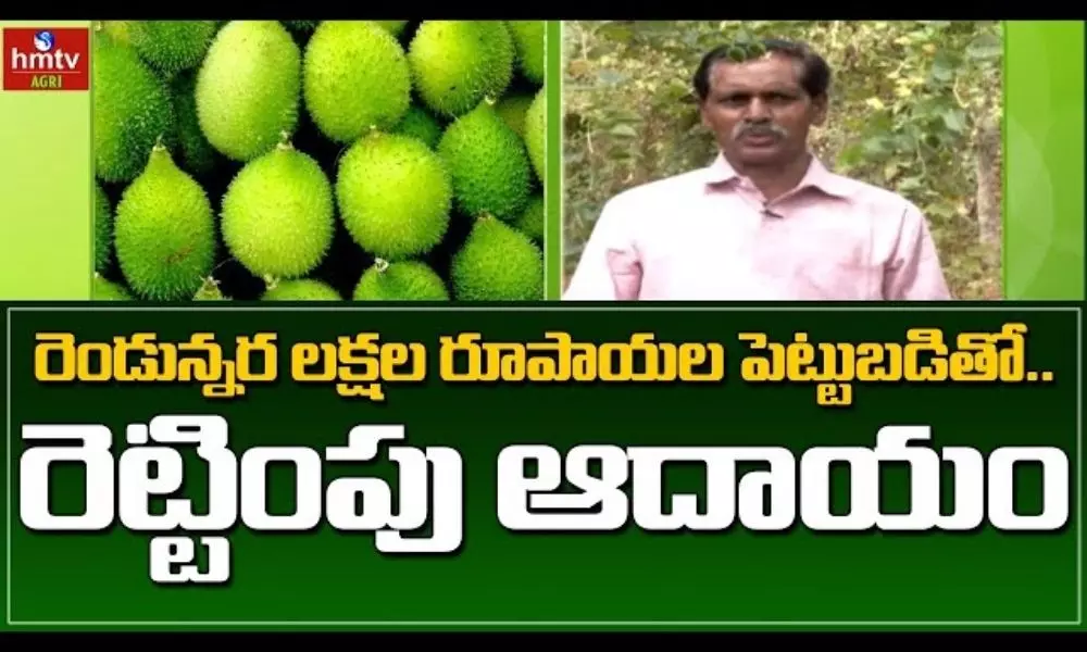 Spine Gourd Farming in Telugu by Farmer Satyanarayana Raju