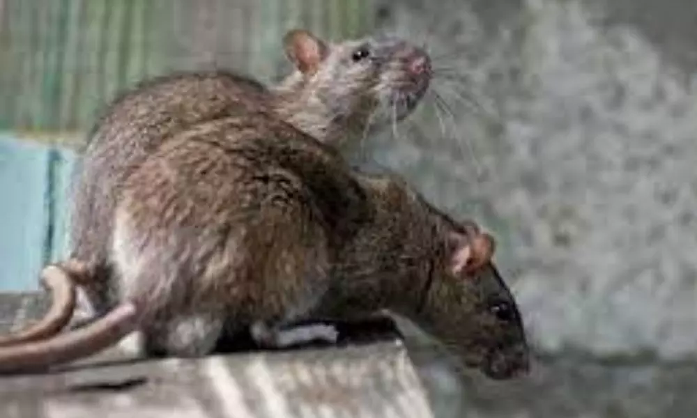 Rats that bite Nine Students in Ranga Reddy Dsitrict