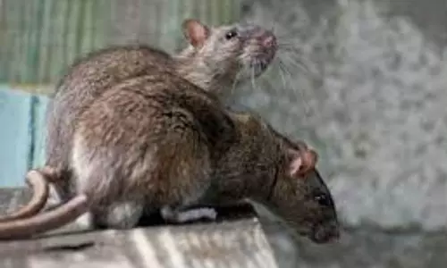 Rats that bite Nine Students in Ranga Reddy Dsitrict Rats that bite Nine Students in Ranga Reddy Dsitrict