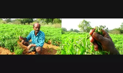 Mirchi Crop Damage Due to New Infestation During the Coating Stage in Siddipet District Mirchi Crop Damage Due to New Infestation During the Coating Stage in Siddipet District