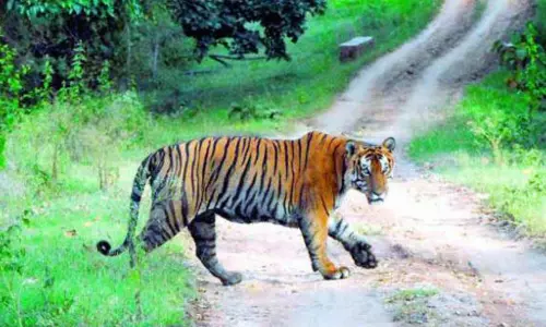 Tiger Runs Behind The Vehicle at Chadrupalli in Jayashankar Bhupalpally District
