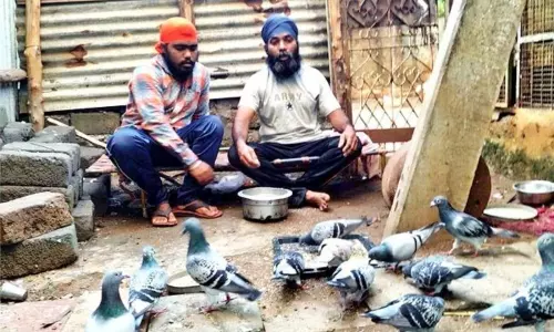 hmtv Special Story on Racing Pigeons