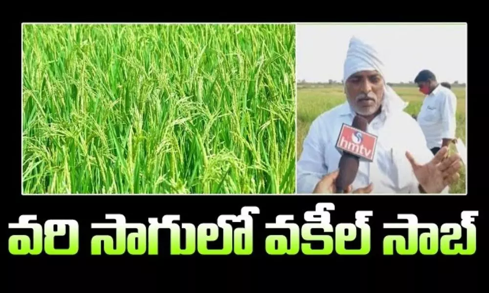 Paddy Cultivation in Natural Farming by Krishna Reddy