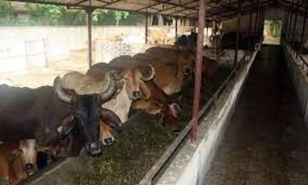 Twelve Cows have Died at the Gnanananda Ashram in Venkojipalem in Visakhapatnam