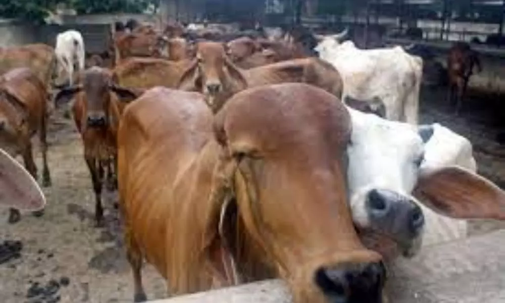 Cows Death in Ramananda Ashram Visakhapatnam | AP Breaking News Today