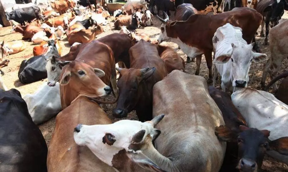 24 Cows Died in Visakha Ramananda Ashram Till Now | AP Live News