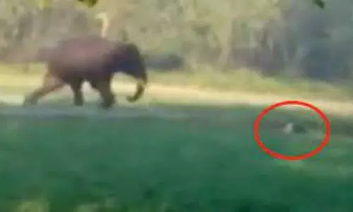 A Man chased and Attacked by an Elephant in Dhubri Assam | National News