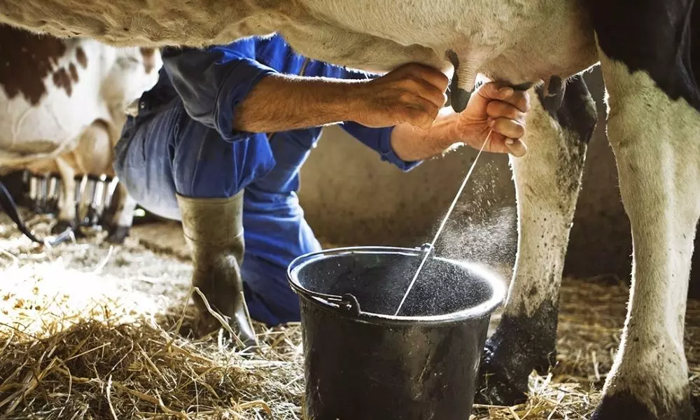 Take Care of Dairy Animals in Winter Milk Production will Decrease if These Methods are not Followed