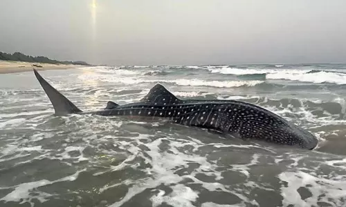 Worlds Largest Fish Whale Shark Stuck in net off Vishakhapatnam Worlds Largest Fish Whale Shark Stuck in net off Vishakhapatnam
