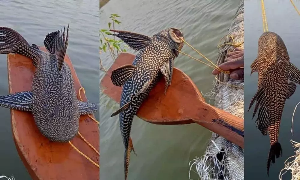 Amazon Sailfin Catfish Found in Ponds in Mahahubnagar