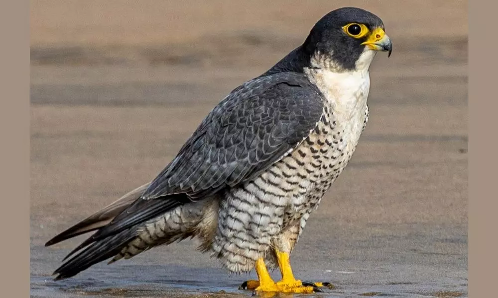 The Fastest Flying Bird in the World is the Peregrine Falcon Interesting Things about It | Telugu Online News