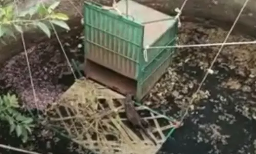 Leopard that Fell into a Agricultural well In Maharashtra Leopard that Fell into a Agricultural well In Maharashtra