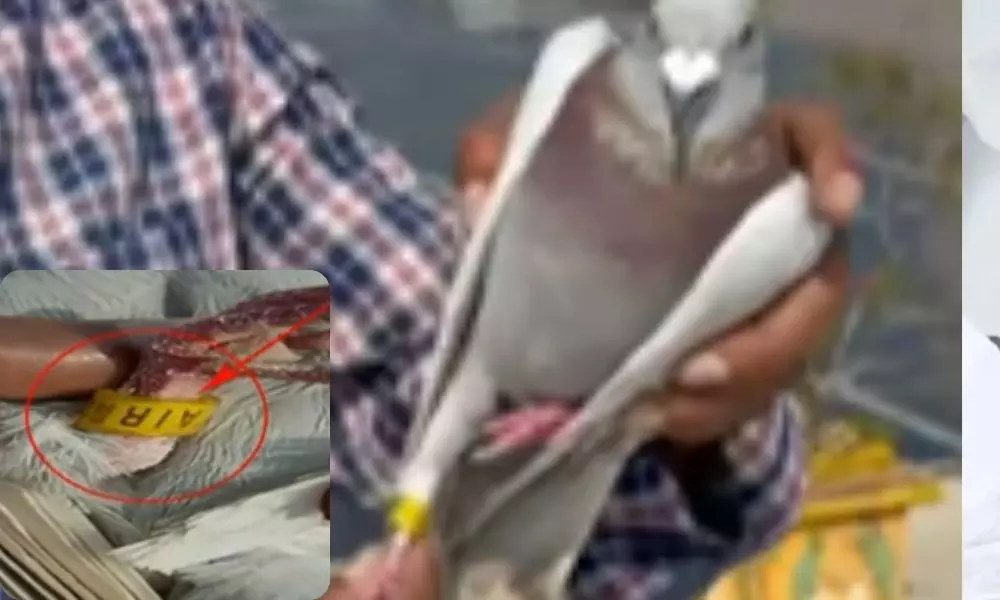 Pigeon Caught with Tag in Prakasam District | AP News Today