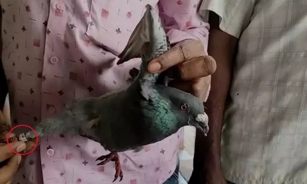 Pigeons with Chinese Badge on Legs Found in Khammam