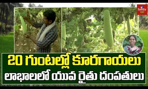 Mahabubabad Couple Farming Vegetable Garden