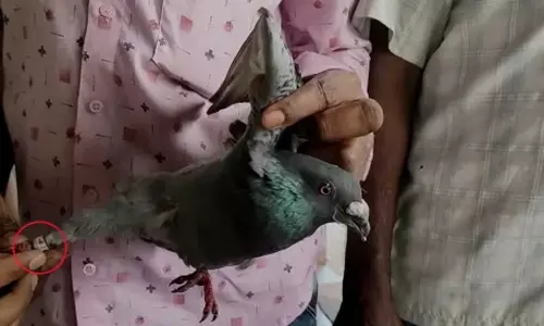 Pigeons with Chinese Badge on Legs Found in Khammam