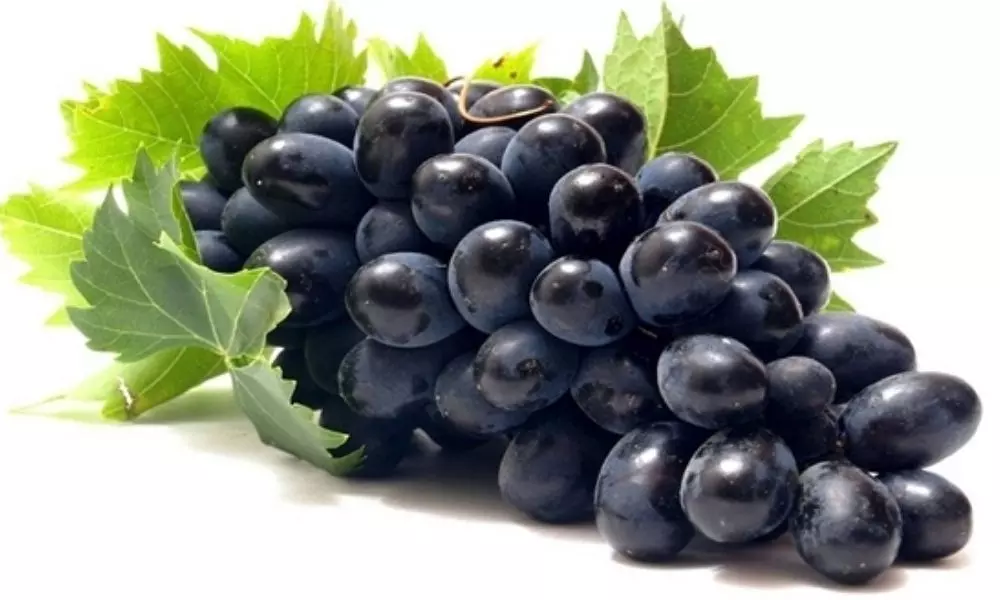 Amazing Benefits of Black Grapes in Winter Great Solution to Many Health Problems | Winter Health Care