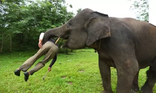 Elephant Attack in Vizianagaram Killed a Forest Officer Today 10 01 2022 | AP Latest News Elephant Attack in Vizianagaram Killed a Forest Officer Today 10 01 2022 | AP Latest News