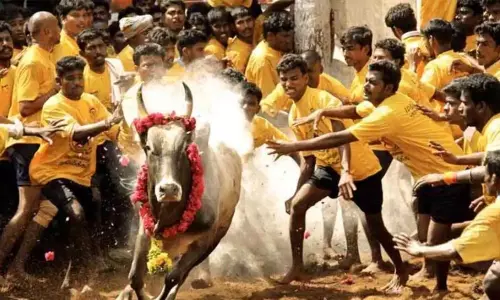 Tamil Nadu Govt Grants Permission for Jallikattu