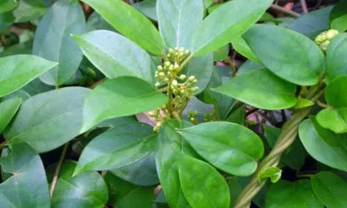 Diabetes Care Gymnema Sylvestre Gudmar Plant Leaves