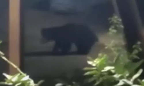 Srisailam: శ్రీశైలం సున్నిపెంటలో ఎలుగుబంటి హల్‌చల్‌