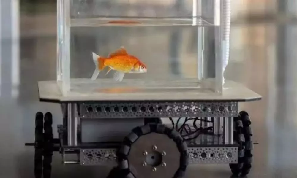 Gold Fish: బుజ్జి గోల్డ్ ఫిష్.. వాహనాన్ని నడిపెస్తోంది.. నమ్మట్లేదా.. ఈ వీడియో చూసేయండి!