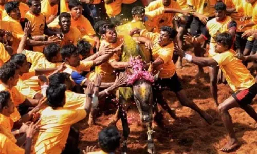 Jallikattu commotion started in Tamil Nadu