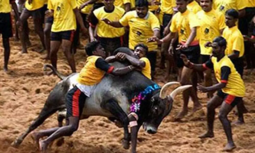 Ongoing Jallikattu Competitions in Tamil Nadu