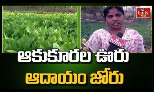 Leafy Vegetables Cultivation in Ramanujavaram Village